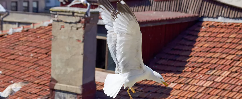 Residential Chimney Animal Removal Solution in College Park, MD